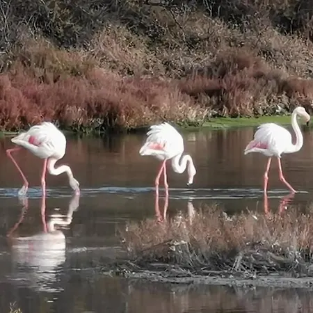 Tropical Duplex : Bord De + Piscine Apartment Frontignan