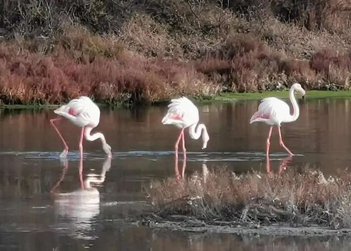 Tropical Duplex : Bord De + Piscine アパート フロンティニャン